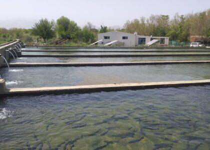 Fish selling business declines in Kapisa