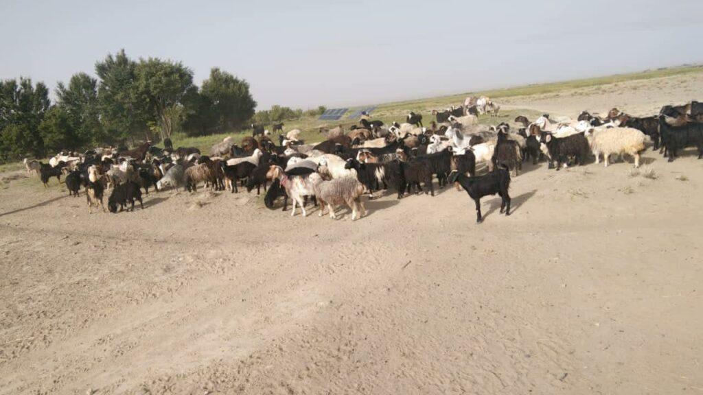 1,660 sheep prevented from being smuggled to Pakistan