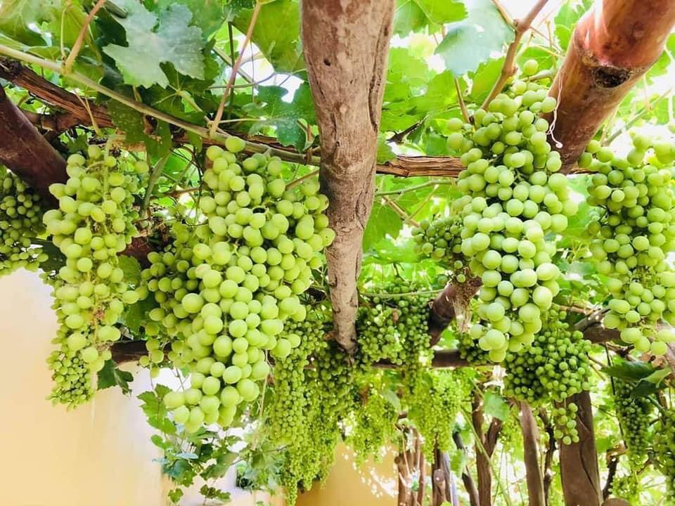 امسال حاصلات انگور در هرات افزایش یافته است