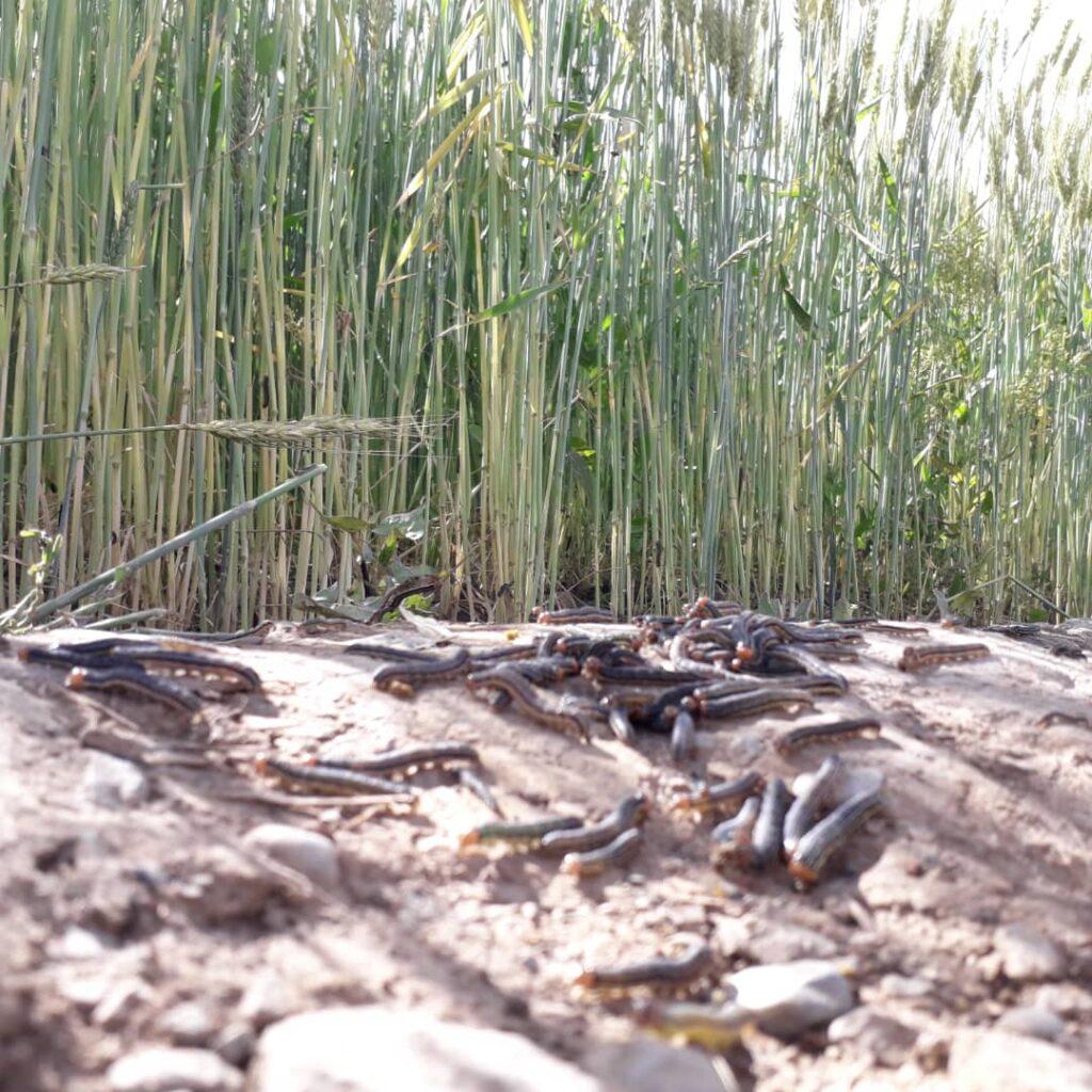 Bamyan farmers worried about growing agriculture diseases