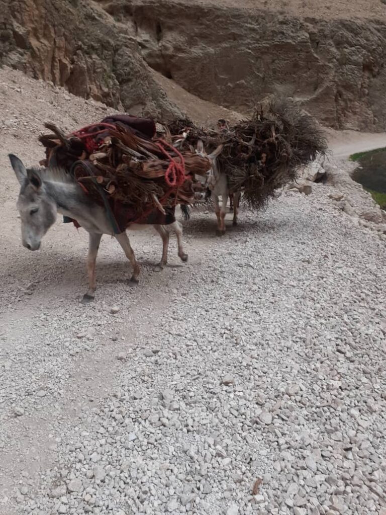 Bamyan: Indiscriminate deforestation fuels concerns