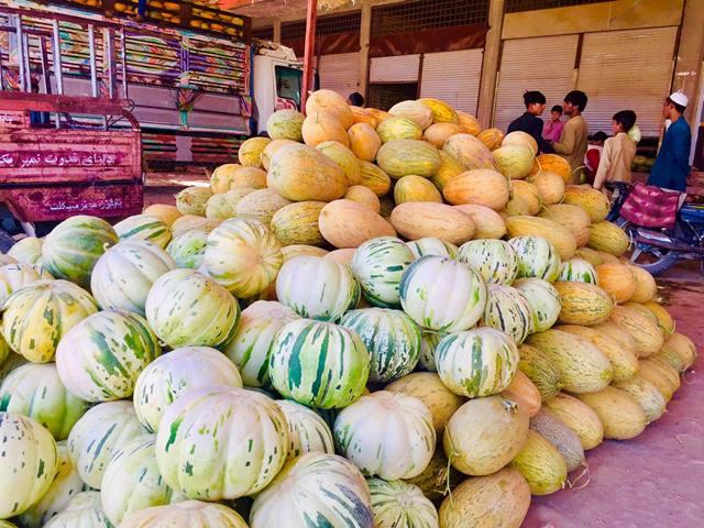 Balkh melon yield up but prices down this year