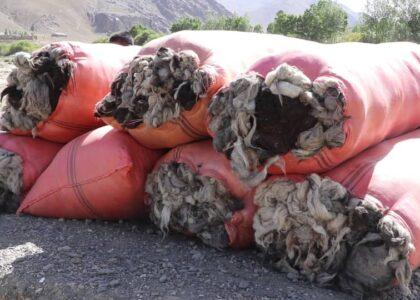 Maidan Wardak wool traders want market for their product