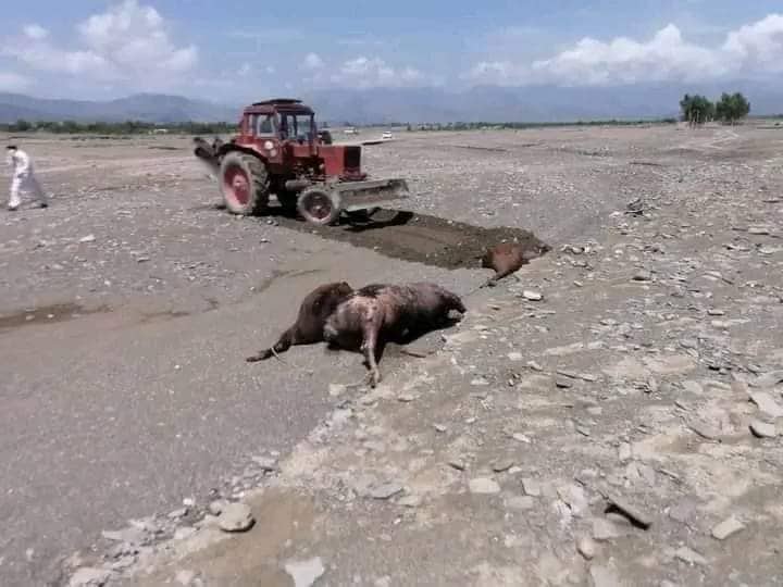 Mysterious disease kills hundreds of cattle in Khost