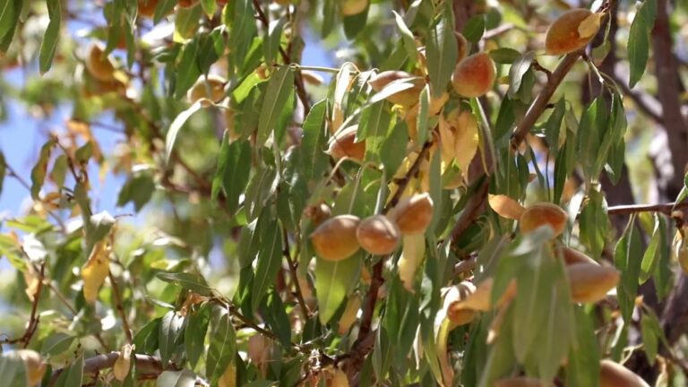 Severe drought badly affects forest trees in Daikundi