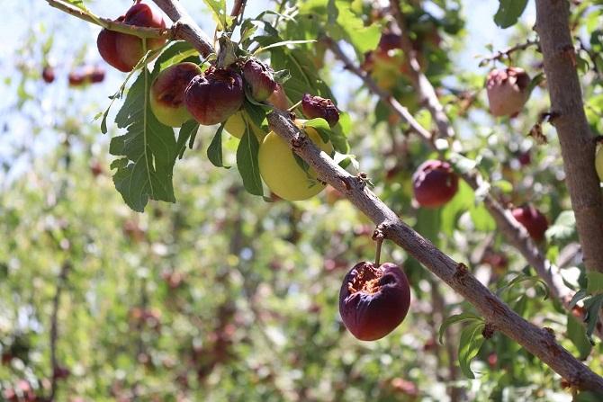 غزني کې ږلۍ کښتونه او باغونه زیانمن کړي