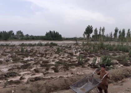 Orchards on 1,000 acres of land hit by floods in Wardak