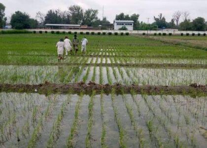 Rice cultivation down 30pc in Nangarhar