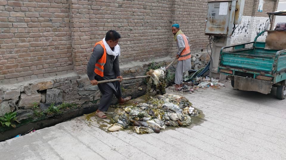 Jalalabad stinks as animal waste remains unlifted