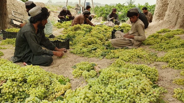 Drought affects grapes yield in Kandahar this season