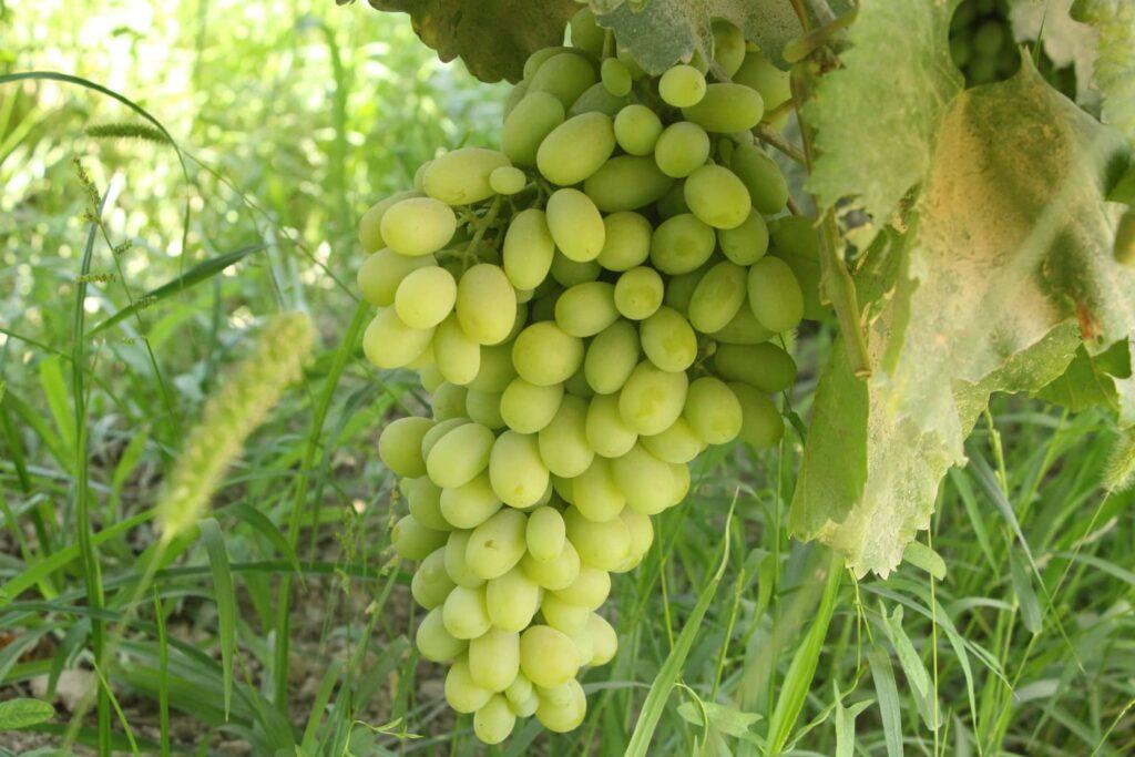 Kunduz grape yield rises by 20pc this year