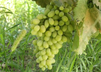 Kunduz grape yield rises by 20pc this year