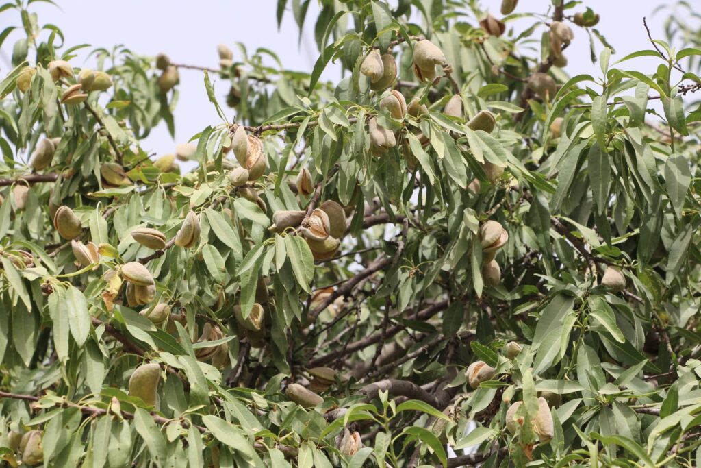 ‘Kunduz may produce 30pc more almond this year’