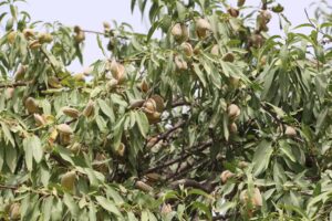 Almond yields 10pc up in Kuduz this year