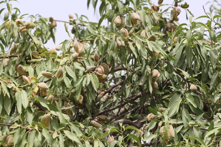 Almond yields 10pc up in Kuduz this year