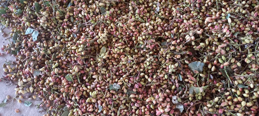 Kunduz pistachio yield increases by 40pc