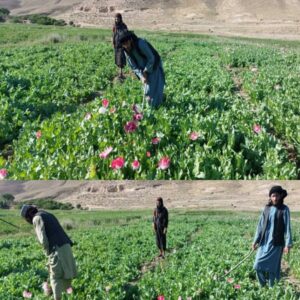 Poppy crop on over 500 acres land eradicated in Herat