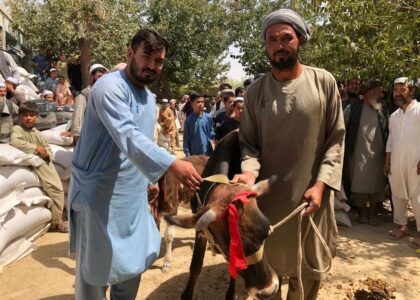 Hundreds of cows distributed to war-hit Jawzjan families