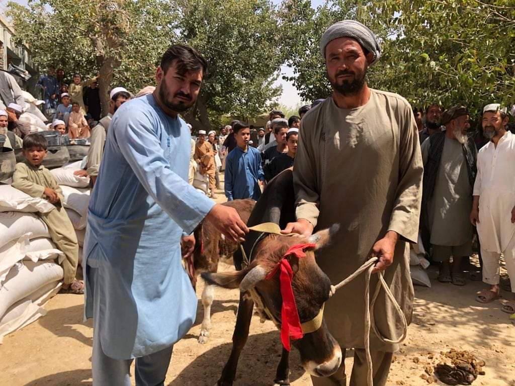 Hundreds of cows distributed to war-hit Jawzjan families