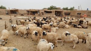 سږ کال په سمنګان کې د څارویو نسل ۷۰ سلنه ډېر شوی