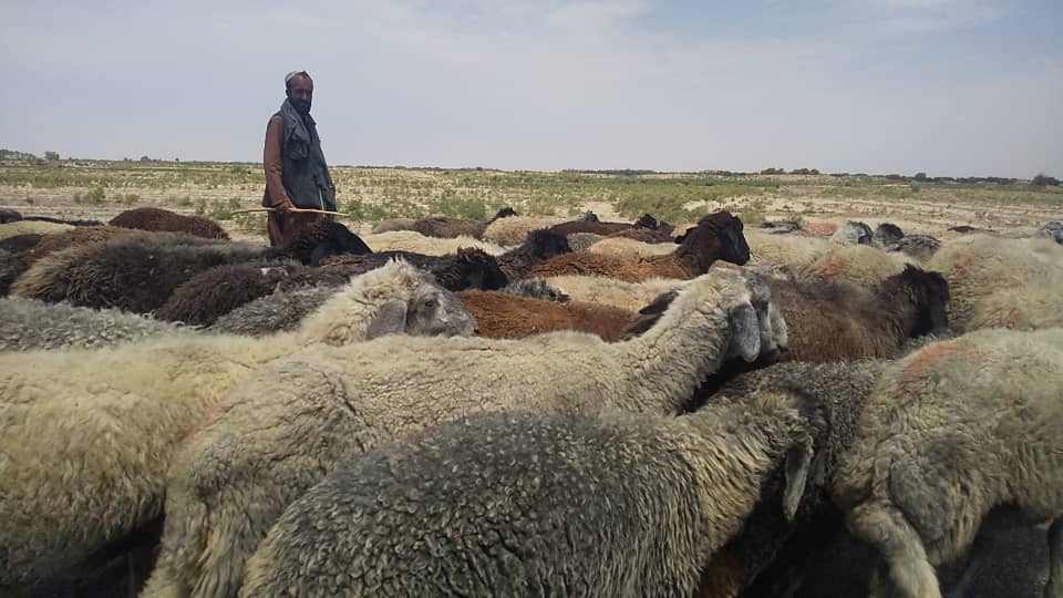 37,500 Karakul sheep exist in Sar-i-Pul, finds survey
