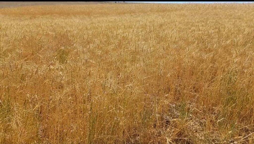 امسال برداشت گندم در بادغیس ۴۴ در صد افزایش یافته است