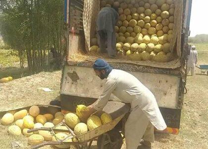 Diseases, climate impact hit-hard Baghlan melon yield