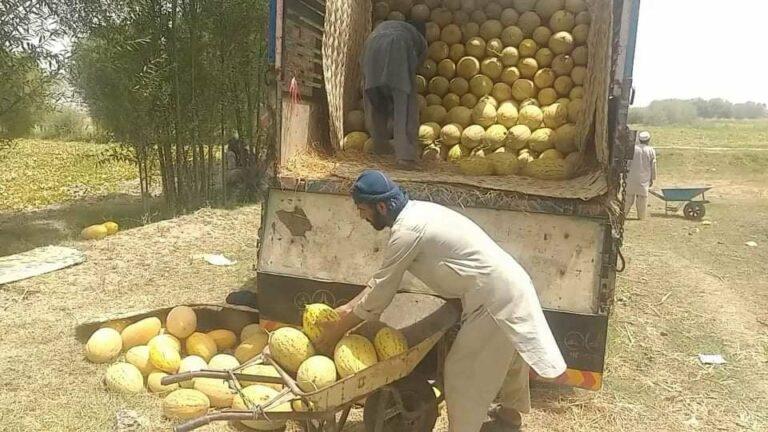 بغلان کې سږ کال د خټکیو حاصلات کم شوي