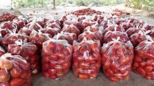 Tomato yield increases in Baghlan this year