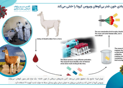 Camel blood efficacy in Covid treatment called a rumour