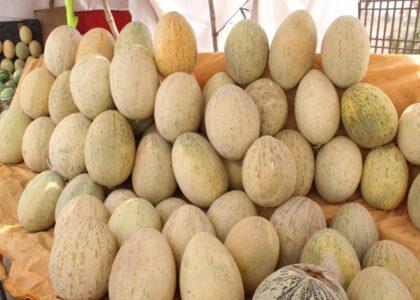ریاست زراعت: امسال حاصلات خربوزه در کندز به ۱۱۸ هزار تُن خواهد رسید
