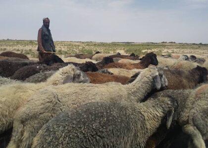 37,500 Karakul sheep exist in Sar-i-Pul, finds survey