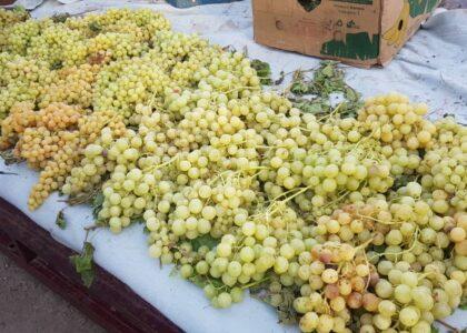 Farah farmers seek market as grapes yield increased this year