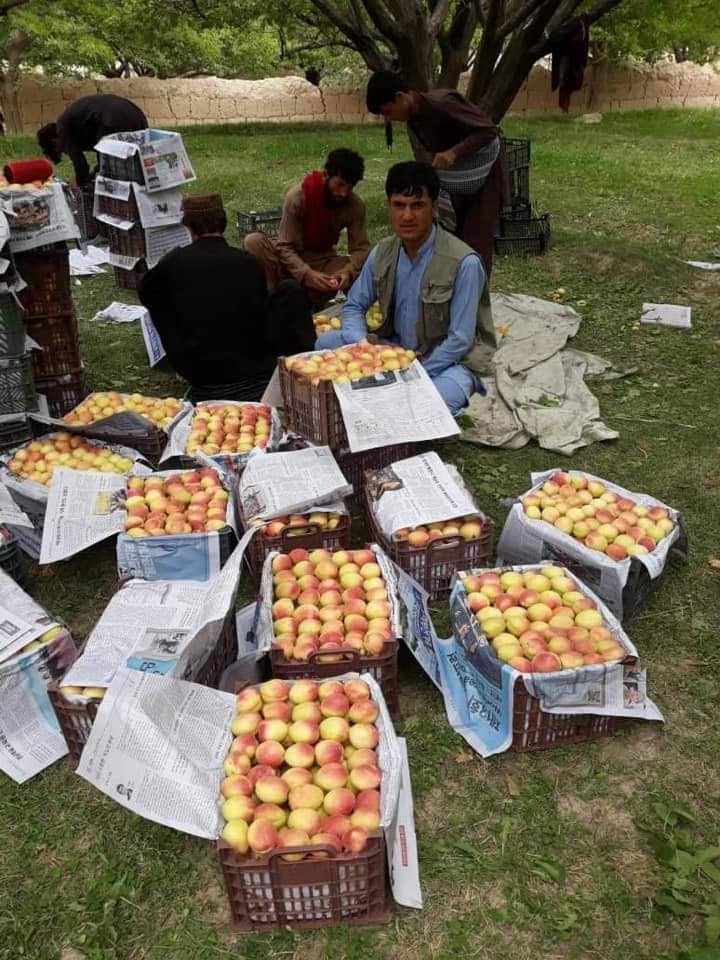 Logar apricot yield up by 30pc this year