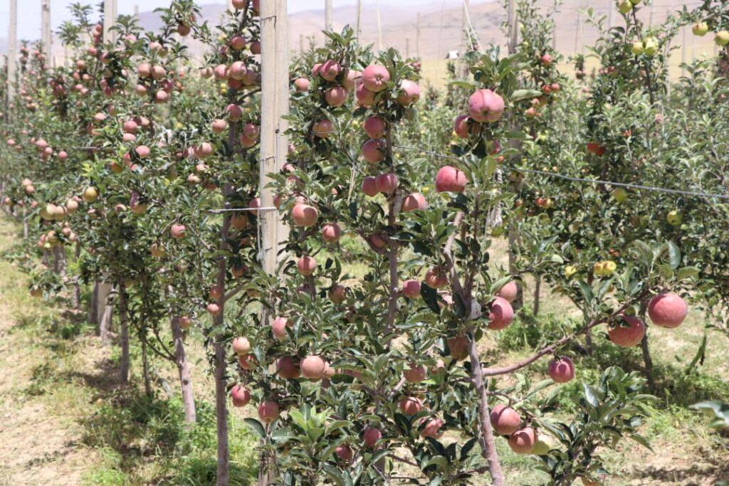 باغداران میدان وردک: باغ‌های «سیب‌ ترکی» حاصلات خوب داشته؛ برای ترویج آن باید اقدام شود