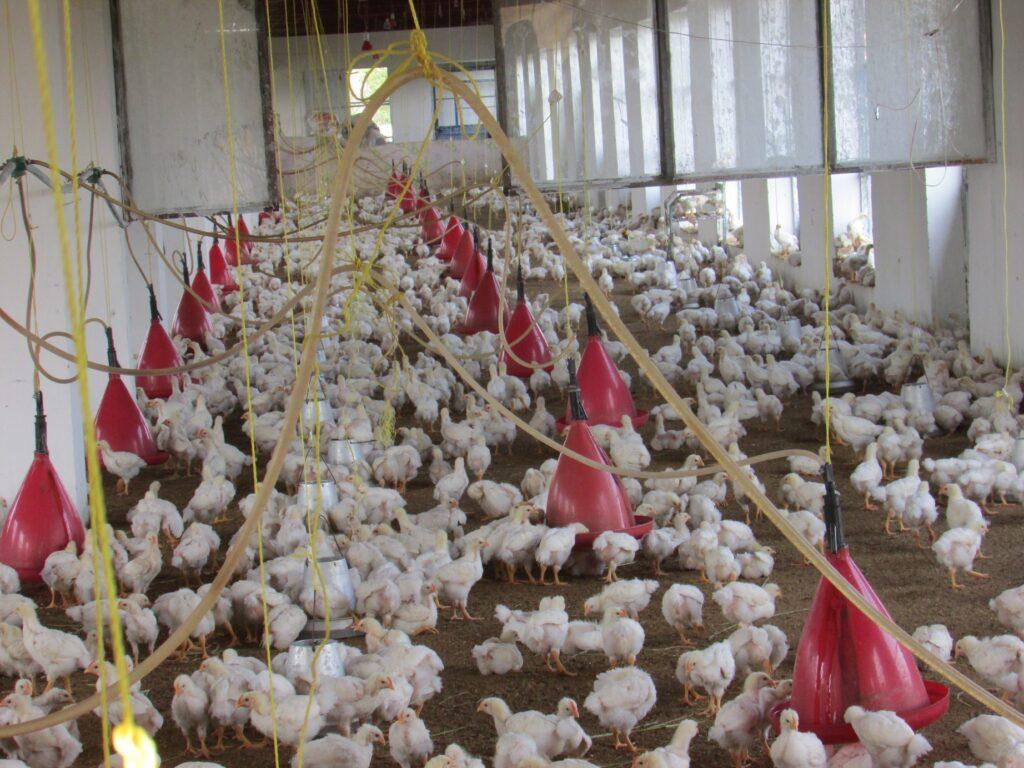 به دلیل واردات مرغ‌ از پاکستان ۵۰ درصد از فارم‌های مرغداری ننگرهار بسته شده اند