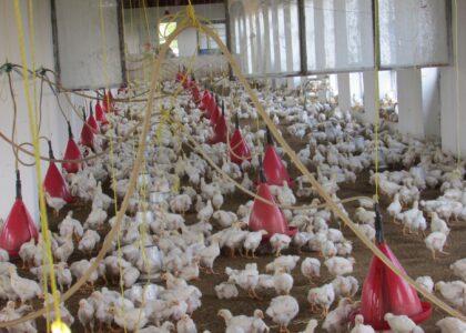 Chicken imports from Pakistan: Half of Nangarhar farms closed