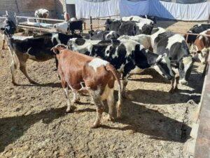 Lumpy skin disease: Fake vaccine smuggled from Pakistan