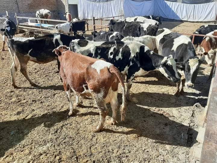 950 livestock lost to lumpy skin disease in Paktia