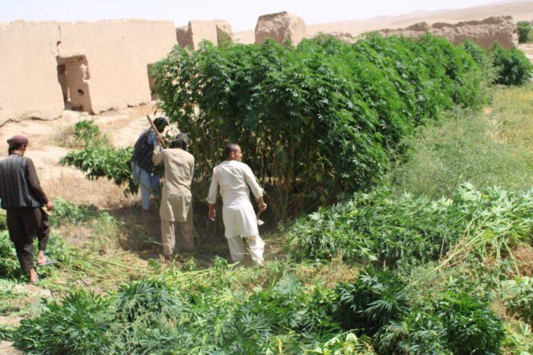 در سرپل ۱۲ جریب زمین از چرس پاک‌سازی و در سمنگان ۸۰  کیلوگرام موادمخدر کشف گردید