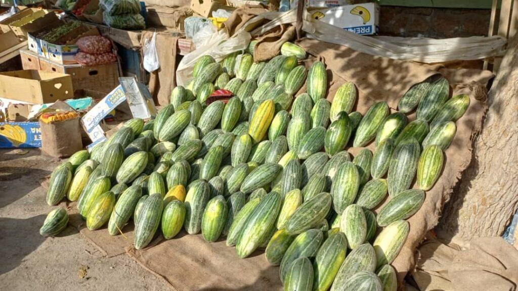 Badghis melons yield decline, farmers urge govt support