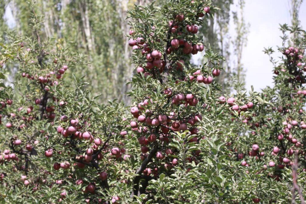 ریاست زراعت: امسال حاصلات سیب در میدان وردک ۱۴۰ هزار تُن تخمین شده‌است