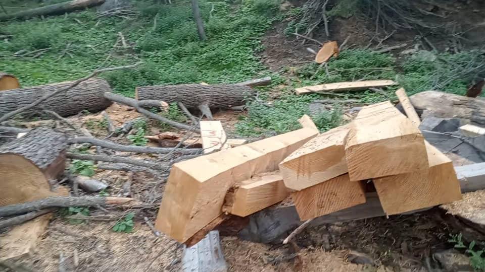 ده‌ها درخت در جنگلات «مانوگی» کنر قطع و چوب آن قاچاق شده‌است