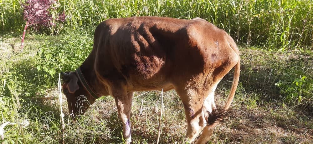 Zabul: Hundreds of cows die of LSD, thousands infected