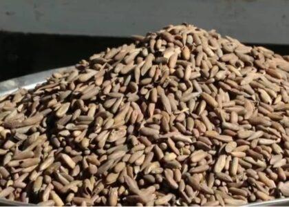 3,000 tonnes of pine nuts exported in 8 months: MoIC