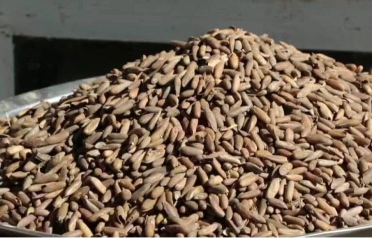 3,000 tonnes of pine nuts exported in 8 months: MoIC