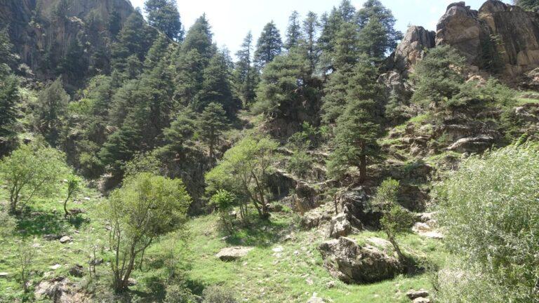 نورستان کې د ځنګلونو ساتنې او قومونو ترمنځ د شخړو مخنیوي لپاره امنیتي قطعه جوړه شوه