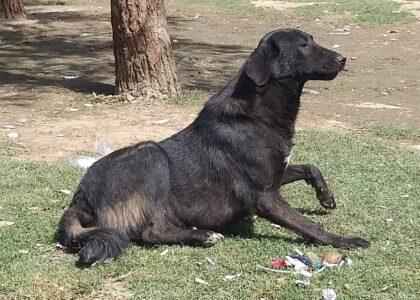 Baghlan: Rabid dogs bite 340 people in 3-month