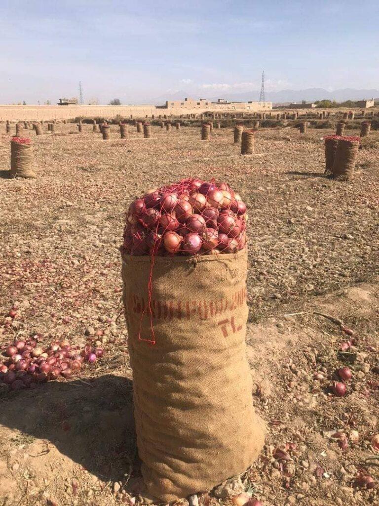 دهقانان و باغداران لوگر: تاجران محصولات زراعتی ما را با پول افغانی خریداری کنند