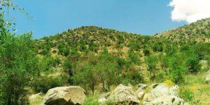 د دایکنډي خلک د ځنګلونو بې‌کچې وهلو ته اندېښمن دي